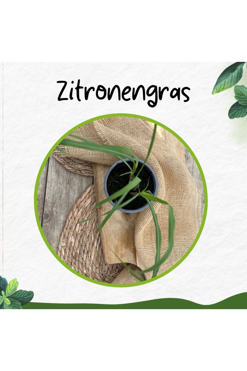 Zitronengras, Zitronen Gras, Kräuter Pflanze 