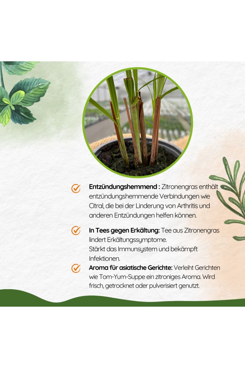 Zitronengras, Zitronen Gras, Kräuter Pflanze 