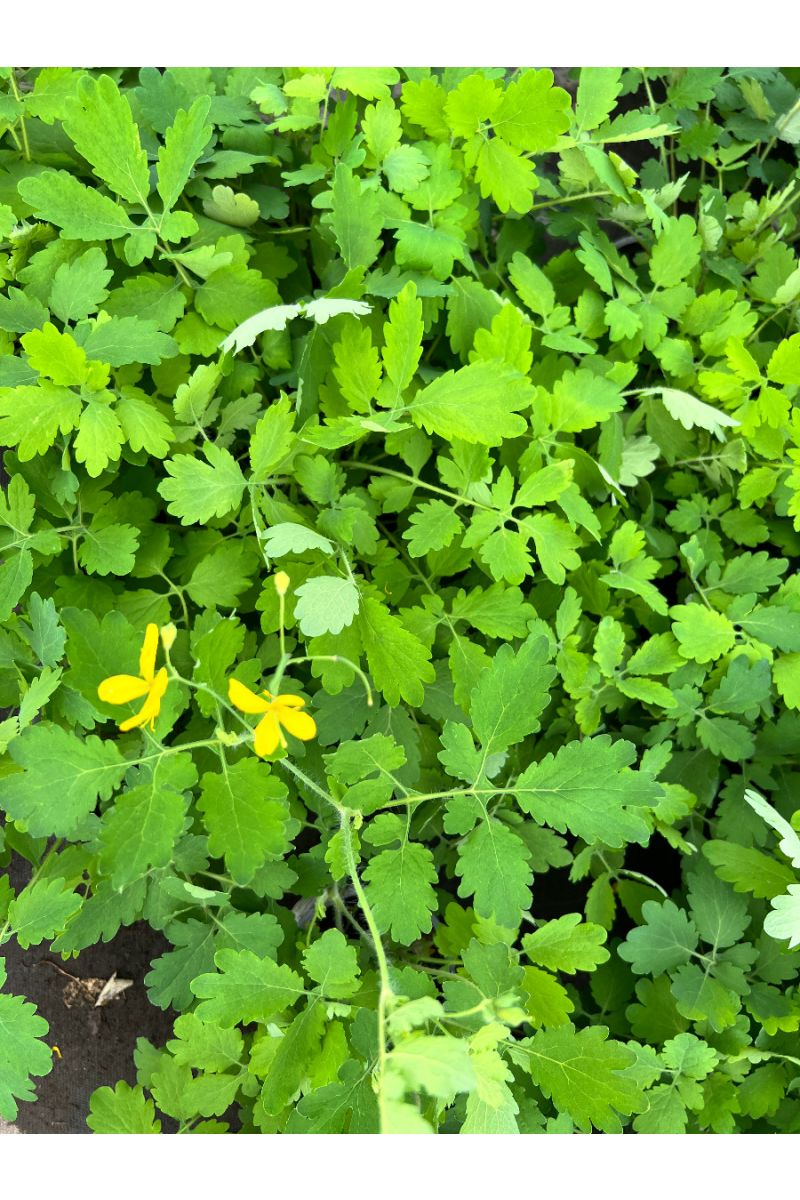 Schöllkraut Pflanze, Warzenkraut, Heilpflanze, Goldwurz