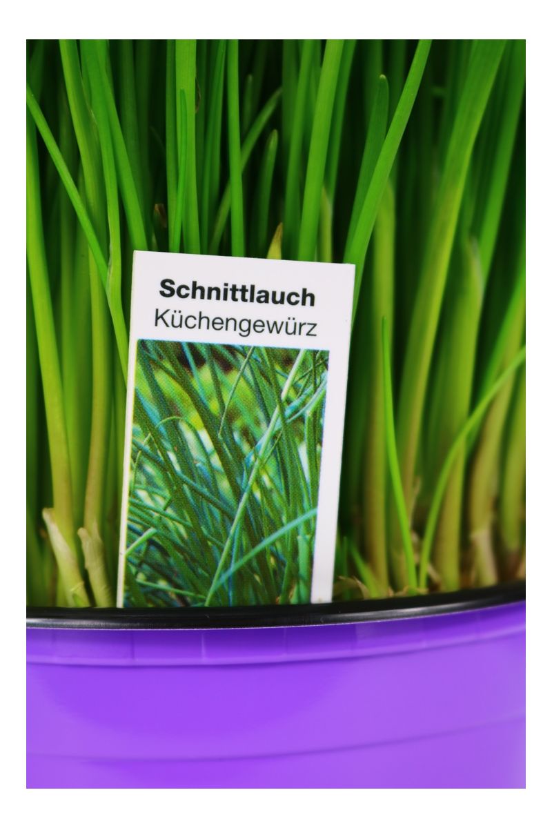 Schnittlauch Pflanze, Marktfrische Pflanze, Allium schoenoprasum