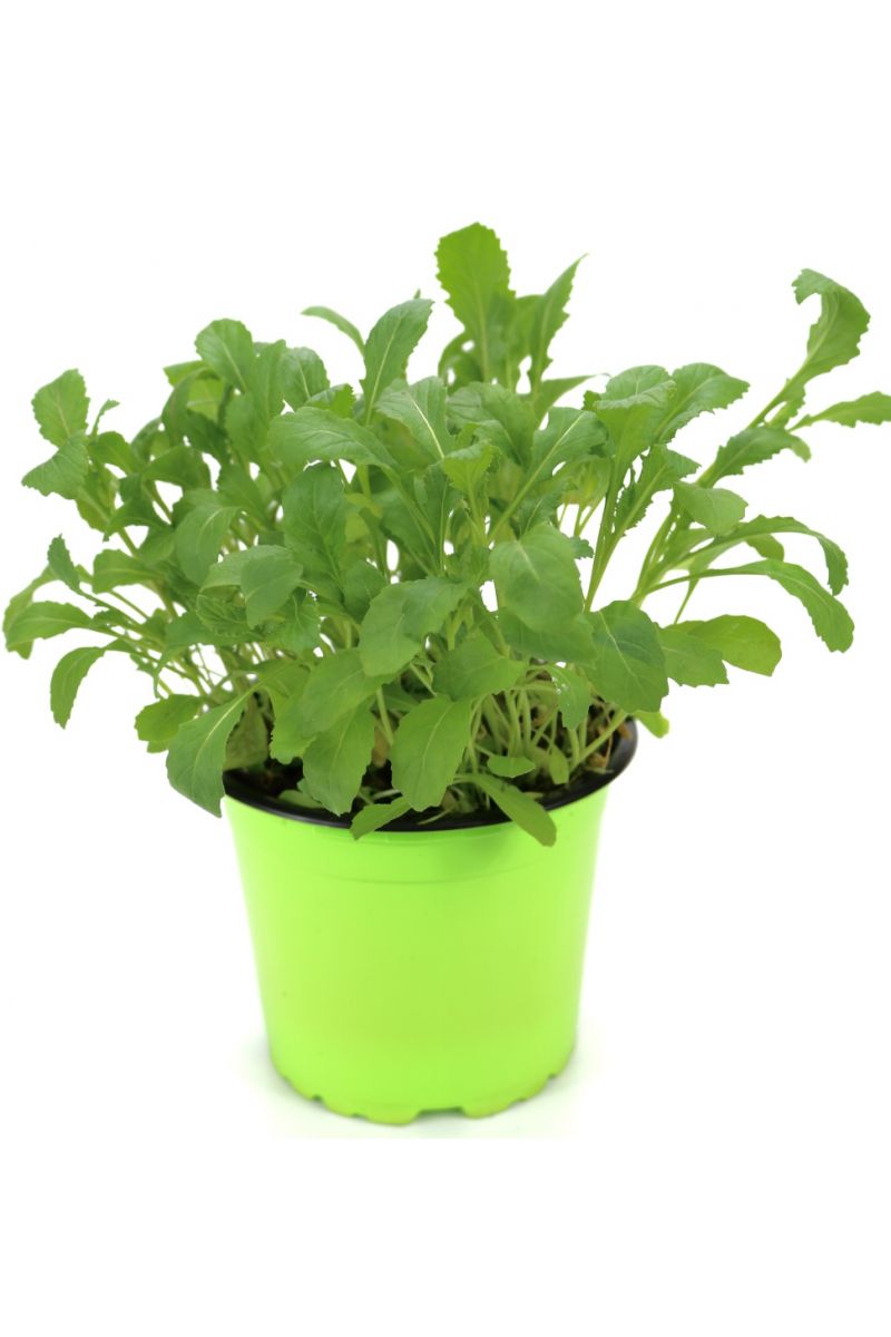 Rucola Pflanze, Salatrauke,Diplotaxis tenuifolia, Nachhaltiger Anbau!