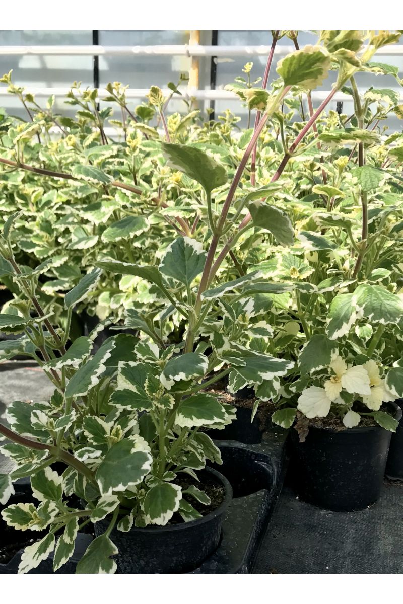 Weihrauch Pflanze, Plectranthus fruticosus, hält Mücken fern! 