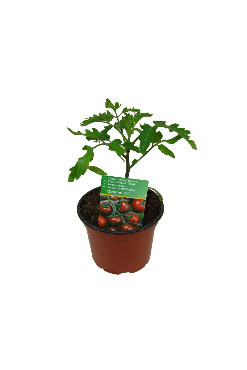 Tomatenpflanze,veredelte Zebratomate rot-grün gestreift, Tomaten Pflanze Zebrino F1 (Lycopersicon esculentum)