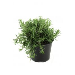 Hängender Rosmarin,Rosmarinus officinalis 'Lavandulaceus', Rosmarin Pflanze