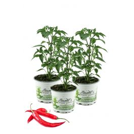 Peperoni, Peperoni Pflanze, Peperoni frisch, Peperoni würzen, Peperoni