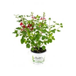 Johannisbeer-Salbei, Salvia microphylla, Kräuter Pflanze