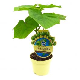 Kiri baum CO2Klimabaum (auch Blauglockenbaum, Kaiserbaum, Paulownia