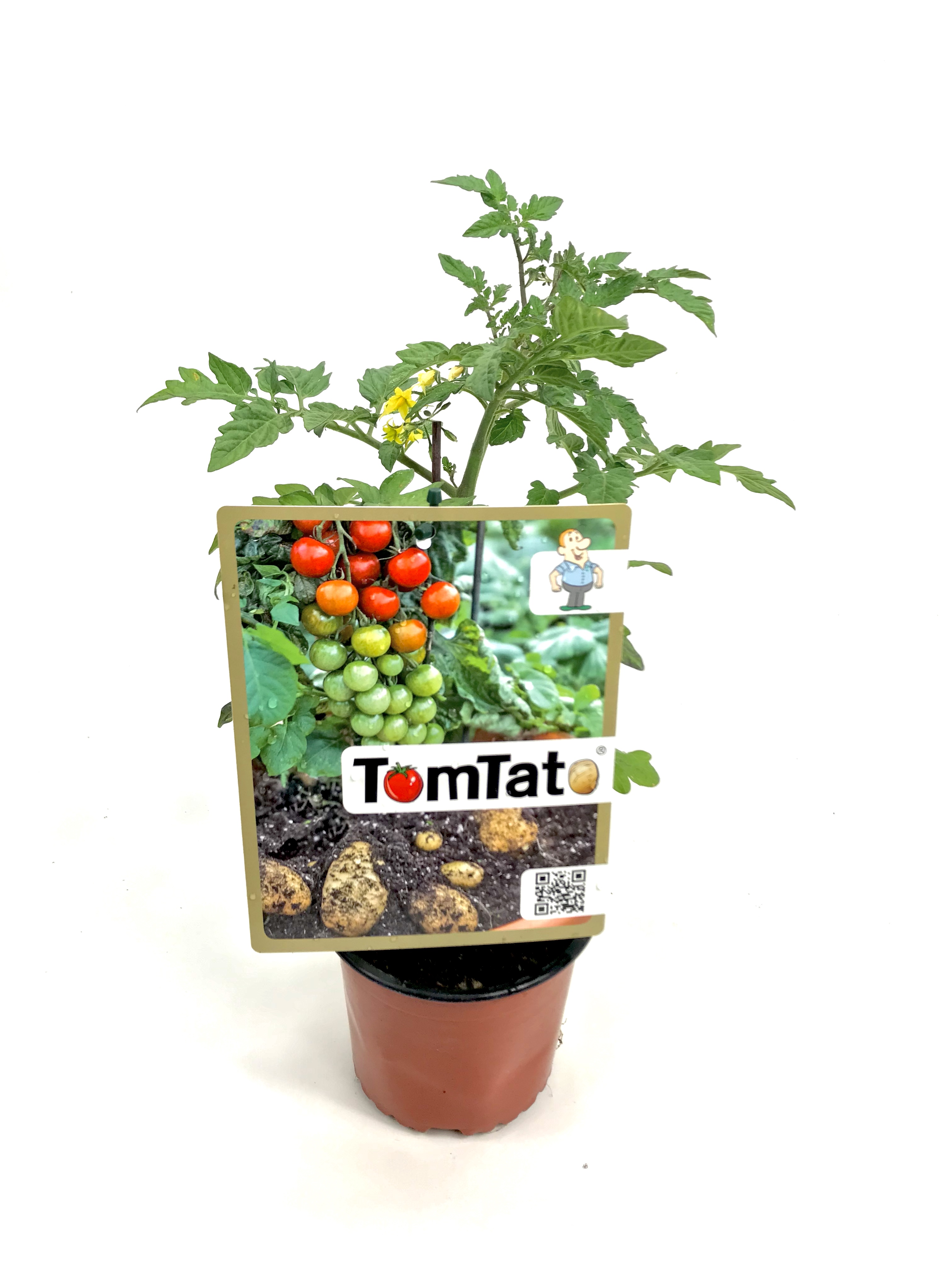 TomTato Neuheit!, Kartoffeltomate, Kartoffel und Tomaten in einer